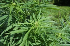 Supreme Court declines pot legality challenge again.webp