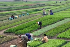 Nigeria gears up agri-revolution with tractors and zones.webp