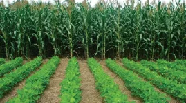 ARDA plants 100k hectares for food security push.webp