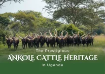 Ankole cattle book drops, Museveni hails heritage.webp