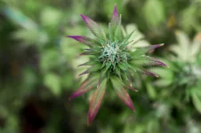 Trump speeds up weed's downgrade from heroin tier.webp
