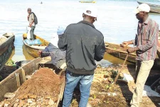 Lake Victoria fish farms drown in dirty water, drugs fail.webp