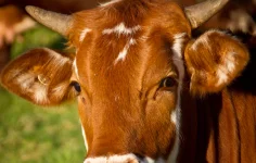 Herdsman trampled by cow, silage legacy left behind.webp