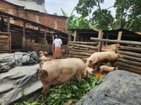 From stage to sty, singers swap songs for swine.webp