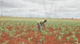 Bulawayo farmers strike gold under power pylons.webp