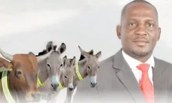 Namibia slaps bling on beasts to dodge dark crashes.webp