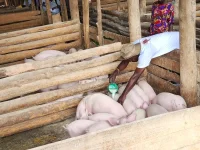 Pig power lifts 100,000 Ugandans out of poverty.webp