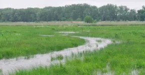 Wetland watchdogs slam golf plan, birds at risk.webp