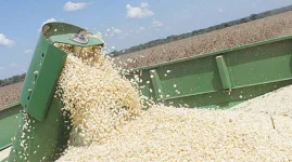 Farmers plant like it’s raining blessings, because it is.webp
