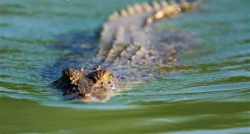 Crocodile crash ruins riverside selfie spree.webp