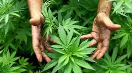Dagga busts in Mutawatawa and Harare, four caught red-handed.webp