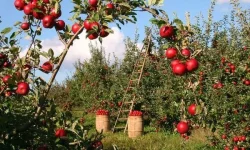 Dodoma bets on apples, not just politics.webp