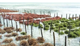 Zanzibar launches seaweed enterprise program to boost women, youth incomes.webp