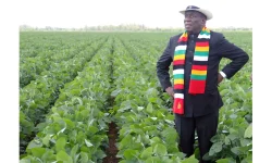 Fields flooded with hope, not just rainwater.webp