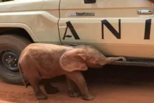 Elephant rescue unites Nigeria’s wild heart, community pride.webp