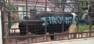 Boni Khalwale sends bull to honor late MP Cyrus Jirongo.webp