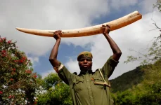 Boda boda busted with elephant tusks, not groceries.webp