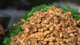 Nigeria ginger set for comeback, farmers fight back from blight.webp
