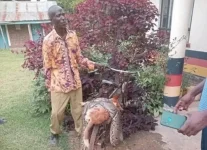 Farmer kills python after dog’s death, Villagers fear wildlife wars.webp