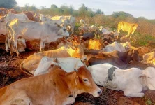 Police recover 204 stolen cattle in Meru-Isiolo raid, no casualties reported.webp