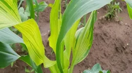 Downy mildew hits Malawi maize, farmers on alert.webp