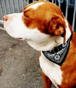 Pit bull shot dead in Chatsworth feud, neighbours split over puppy attack.webp