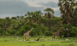 Katavi National Park - where 450 birds and zero crowds vibe.webp