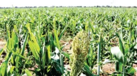 Binga farmers sow 50ha maize with new pivot hope.webp