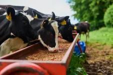 Tanzania wants fancier cow chow for better milk and beef.webp
