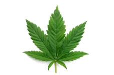Dagga smuggler pinched at Plumtree border.webp