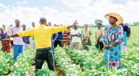 Kyoga ban hits hard, but irrigation scheme saves Namasale farms.webp