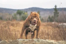 Pakistani man dies after pitbull attack in Vryburg.webp