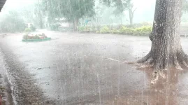 Zim farmers rejoice as good rains revive crops and cattle.webp