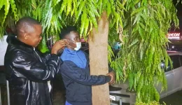 A Kenyan man hugs a tree for 80 hours to call out cancer crisis.webp