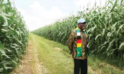 Zim farm sector doubles to $10.3B despite drought.webp
