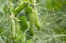 COPRA drops free pigeon pea seeds in Dodoma.webp
