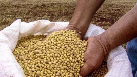 Magu farmers urged to boost soybean output.webp