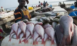 Mkoani fish market set to reel in jobs.webp