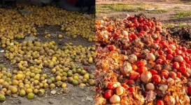 Nigeria could rake in $10B yearly from cashew with right moves.webp