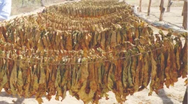 Zim farmers urged to cure tobacco with coal, not trees.webp