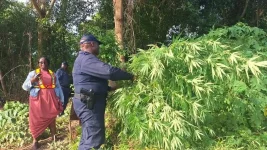 R2.9 million dagga farm busted near Malelane river.webp
