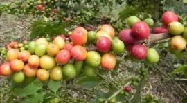 Kasese farmers cash in as coffee reshapes livelihoods.webp