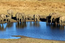 Wildlife kills 62 in Zimbabwe as conflict spikes.webp