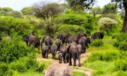 TAWA ramps up tech and security to boost tourism revenue.webp