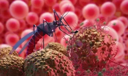 Rising Malaria Cases in Oshikoto Region.webp