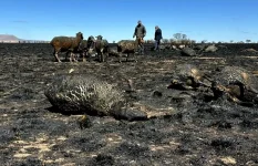 Eastern Cape farmers reel as wildfires torch fields and herds.webp