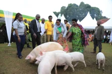 MSC hands out 1,260 pigs to boost Kigezi farmers' incomes.webp