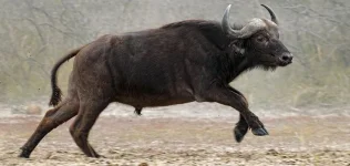 Buffalo gores farmer near Save Conservancy.webp