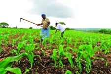 Matabeleland South eyes bumper harvest after good rains.webp