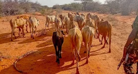 Police recover all stolen cattle as rustlers ditch loot after chase.webp